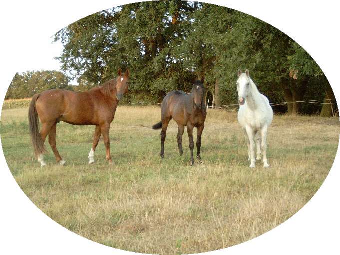 3 Pferde Aug  2003
