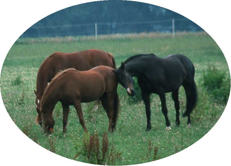 3 Pferde 2002: w95, av70 und h85